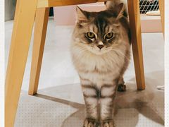 -猫儿山۰猫主题餐厅
