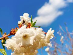 -天适樱花悠乐园