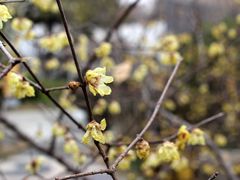 -江宁织造博物馆