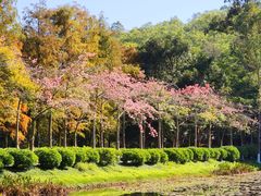 -番禺大夫山森林公园