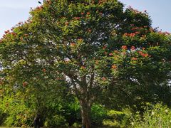 -中国科学院西双版纳热带植物园