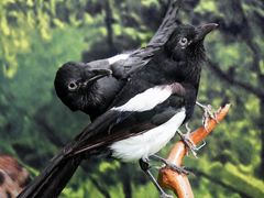 -房山世界地质公园博物馆