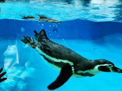 -帝企鹅自助餐厅•儿童岛•真企鹅(长隆企鹅酒店)