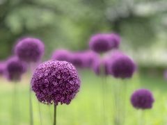 -上海辰山植物园