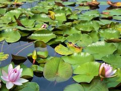 -溱湖国家湿地公园