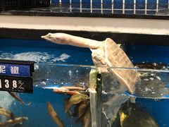 水产区-樊阿姨•肉夹馍•手工面(嘉禾望岗店)