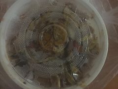-大东北首席烤冷面(学府路店)