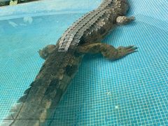-广州长隆飞鸟乐园