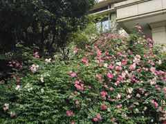 -谷咖啡·鲜花绿植花园餐厅