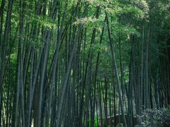 -石塘人家