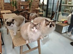 -豆逗聊愈猫阁Easy Life