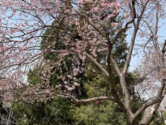 -桃花堤公园