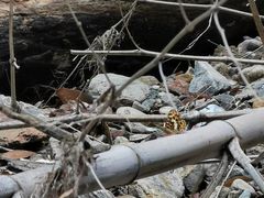 -祁门牯牛降观音堂风景区