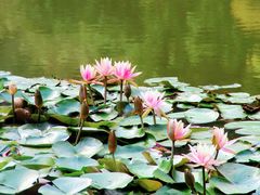 -深圳国际园林花卉博览园