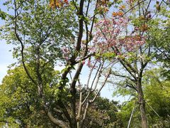 -金鸡湖桃花岛