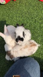 -萌宠亲子动物乐园(槐房万达店)