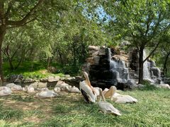 -北京野生动物园