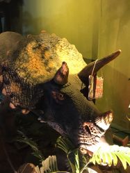 -恐龙探索乐园(磁器口店)