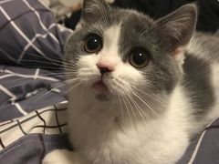 -东方名猫馆·英短金渐层布偶猫舍(环线广场1号楼店)