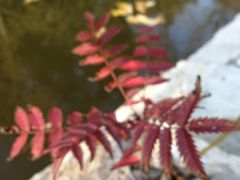 -静之湖湖畔餐厅