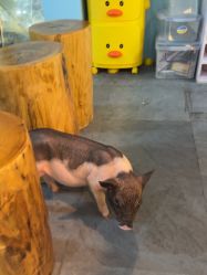 -神奇动物撸宠馆·羊驼·小浣熊·异宠(豫园店)