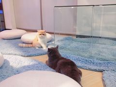 -momokira米努特·德文卷毛猫·棉花面纱犬