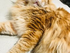 -藏猫猫咖啡主题馆(中央大道店)