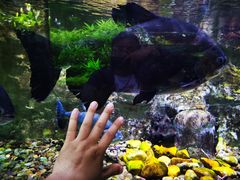 -迪拜水族馆及水下动物园
