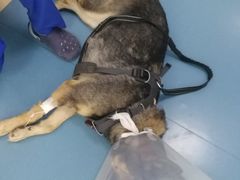 -芭比堂动物医院·犬猫全科·异宠专科(雁塔分院)