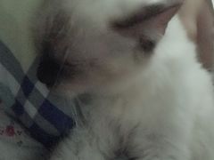 -Bastet sally猫舍购宠(静安店)