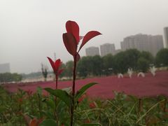-灞河西岸滨河公园