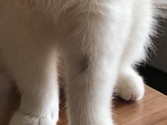 -宠爱国际动物医院· 猫科· 外科·中兽医(长白店)