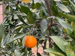 -前小桔亲子创意农场·草莓采摘·露营烧烤