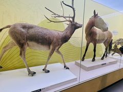 -国家自然博物馆