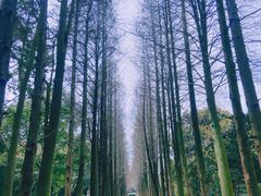 -上海滨江森林公园