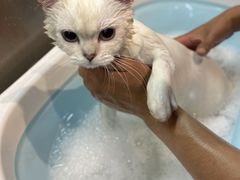 -PETKIT小佩宠物·低压洗护(国顺东路店)