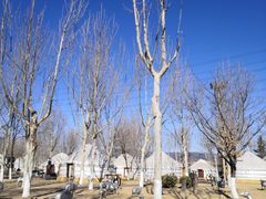 -九十九顶毡房(阜石路店)