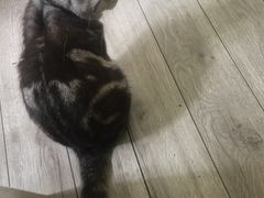 -海边的猫和咖啡馆