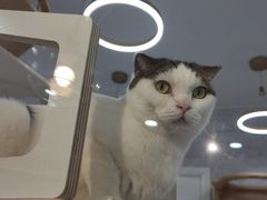 -喵园·猫主题咖啡厅·撸猫·猫咖(国贸店)