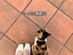 -溪岸路花鸟市场