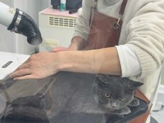 -爱洗澡的猫(天河路店)