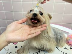 -FAELING PETS美天灵宠物(富力广场店)