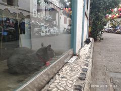 -喵屿·大理花园猫咖