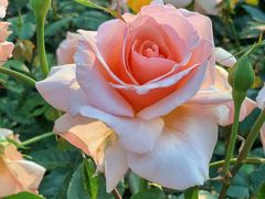 -人民公园(罗湖区)