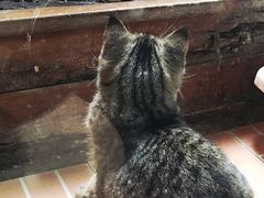 -猫咪博物馆(顶澳仔猫街店)