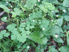 -白草畔自然风景区