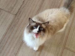 -有猫主题·治愈系猫咖(曾厝垵店)