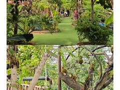 -呀路古热带植物园