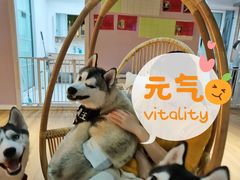 -Husky Go! 哈士奇体验馆·宠物咖啡厅狗咖