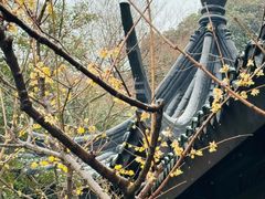 -红梅公园